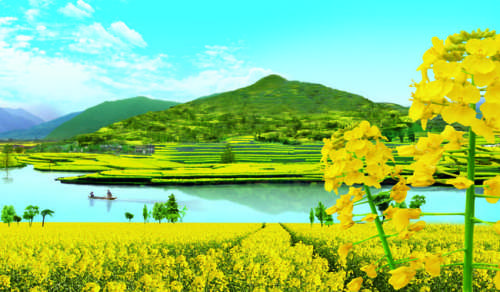图为汉中油菜花美景。资料图