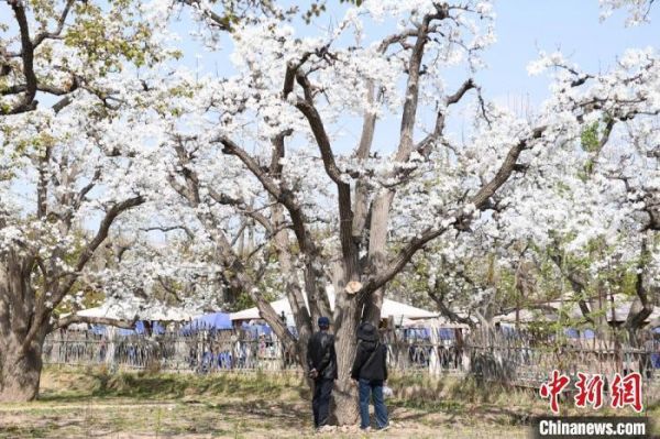 图为游客在“世界第一古梨园”内参观。　戴文昌 摄