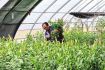 兰州新区批量上市三色鲜切花百合