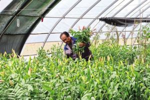 兰州新区批量上市三色鲜切花百合