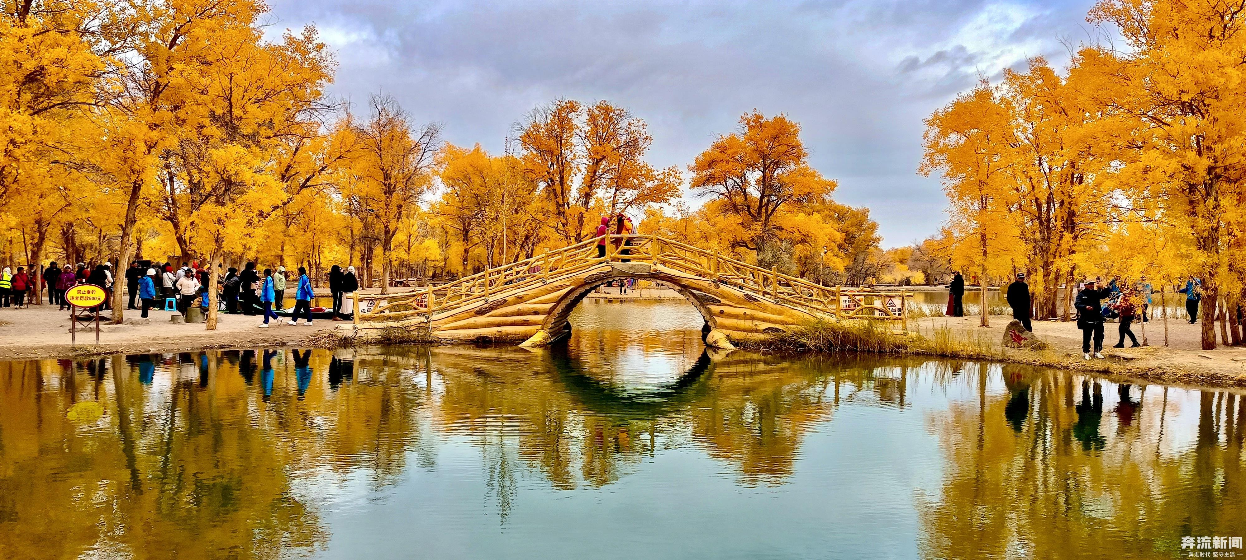 金塔胡杨林金波湖景观